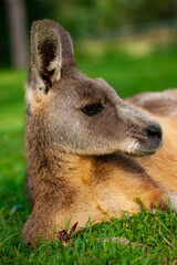 Kangaroo Relaxing