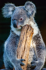 Koala Hanging onto a Tree