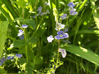 Hot summer in nature, among flowers and herbs. Fresh air. Bumblebees and bees. The sun and blue cloudless sky. What could be better?