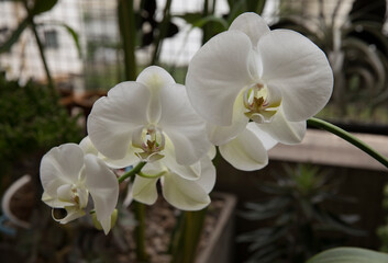 Fototapeta na wymiar Garden. Beautiful Phalaenopsis, also known as Moth Orchid, white flowers with big petals, winter blooming in the balcony.