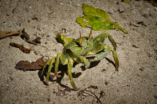 Crabe terrestre des Seychelles en position d&eacute;fensive