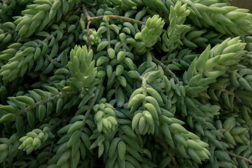 Natural texture. Succulents. Closeup of a Sedum morganianum, also known as Donkey's tail, green leaves.
