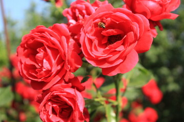 red roses in garden