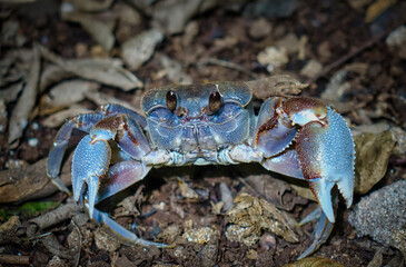 Crabe terrestre des Seychelles en position défensive
