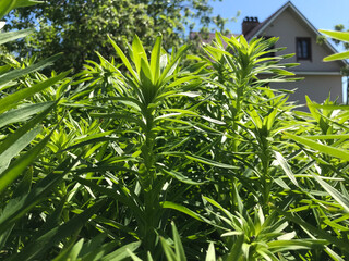 Hot summer in nature, among flowers and herbs. Fresh air. Bumblebees and bees. The sun and blue cloudless sky. What could be better?