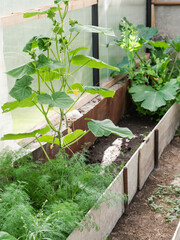 Growing various spicy herbs and vegetables in a greenhouse. Cucumber, zucchini and dill grow in a multi-greenhouse greenhouse