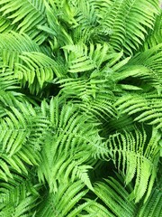 Beautiful green fern in the summer garden