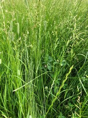 Green grass in a beautiful field view