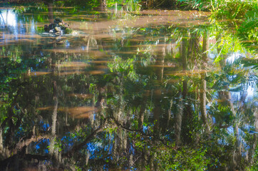 Florida-Tropical Garden Pond