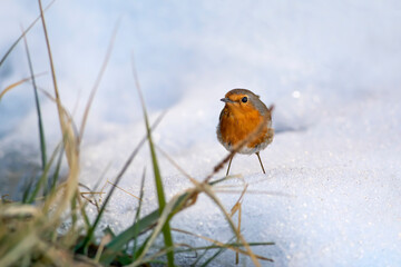 Winter nature and Robin. White nature background.