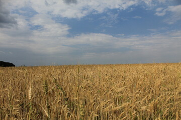 golden wheat field