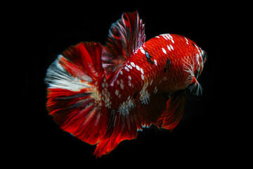Red Siamese fighting fish. also known as the betta. 