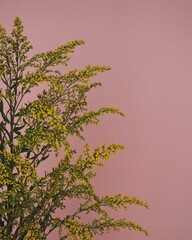 pink and green leaves