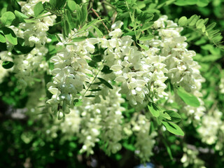 White acacia of fragrant