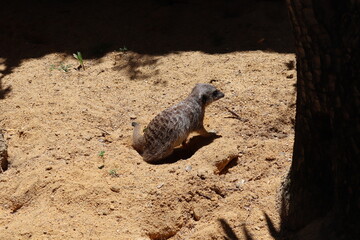 Fototapeta premium meerkat on guard