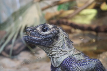 close up of iguana