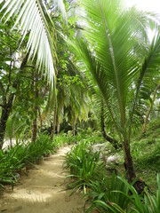 Red Frog Beach Trail, Bocas del Toro, Panama