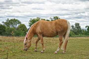 horses in the field