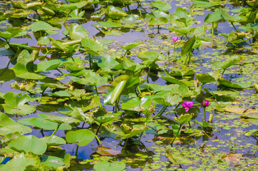 Florida-Tropical Garden Lake with Aquatic Plants and Waterlilies