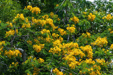 Fototapeta premium Copperpod a.k.a. yellow poinciana tree (Peltophorum pterocarpum) - Davie, Florida, USA