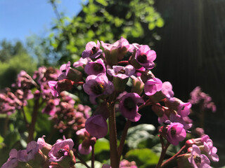 Hot summer in nature, among flowers and herbs. Fresh air. Bumblebees and bees. The sun and blue cloudless sky. What could be better?