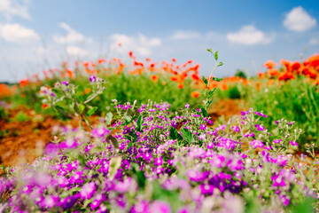 blooming purple violet flower close up in field