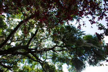 Florida-Living Oak Branches with Spanish Moss