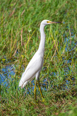 Snowy egret (Egretta thula) in wetlands habitat - Pembroke Pines, Florida, USA