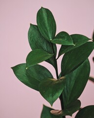 green leaves on white
