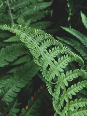 Fototapeta na wymiar Beautiful green fern leaf