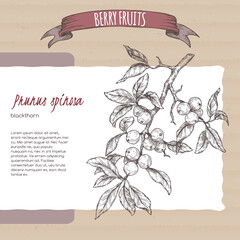 Blackthorn aka Prunus spinosa branch sketch on cardboard background. Berry fruits series. - obrazy, fototapety, plakaty