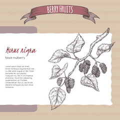 Black mulberry aka Morus nigra branch sketch on cardboard background. Berry fruits series. - 359978826