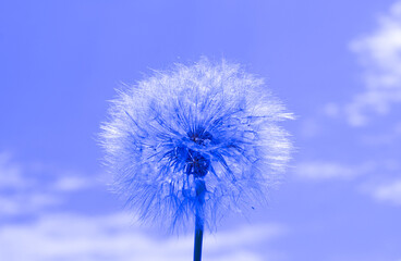 A large dandelion in lilac color.