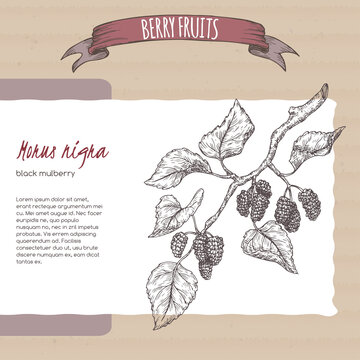 Black mulberry aka Morus nigra branch sketch on cardboard background. Berry fruits series.