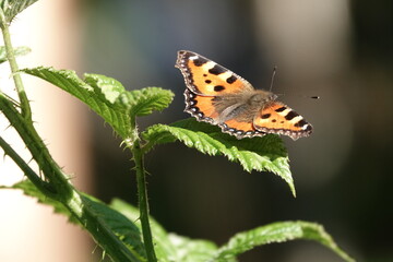 Borboleta 
