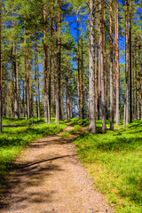 A path in a picturesque pine forest, beautiful summer view, near Priozersk town, Leningrad region, Russia
