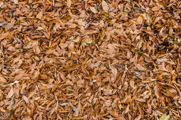 Leaves on the ground in autumn