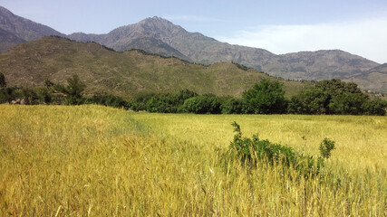 Village crop of grain with mountains around wallpaper scenery  