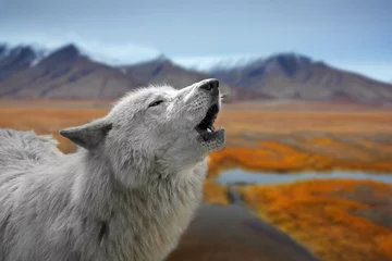 Deurstickers Close-up of white wolf howling on the tundra © Philippe