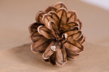 close up of pine cone
