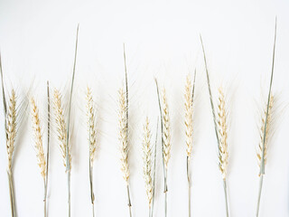 Ears of wheat of a light green pastel shade on a white background
