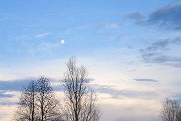 Moon in a blue sky with white clouds in the evening, above the branches of trees. Spring landscape, evening sky.