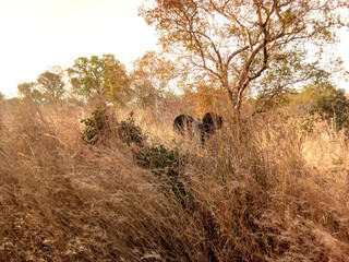 Fototapeta na wymiar wildebeest in serengeti national park serengeti
