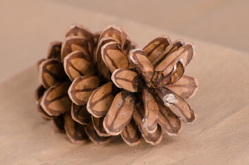 close up of pine cone