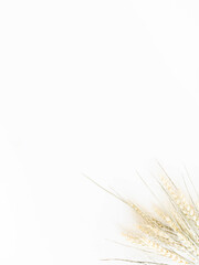 Obraz premium Ears of wheat of a light green pastel shade on a white background