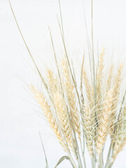 Ears of wheat of a light green pastel shade on a white background