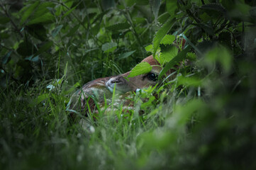 Damwild-Kalb, Damwild, Kalb, Rehkitz, Kitz, Rehlein 