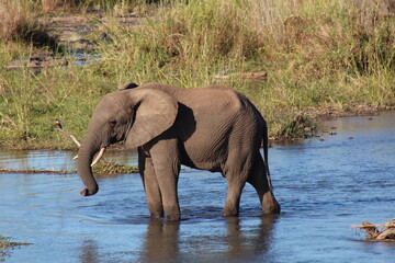 Young River Elephant