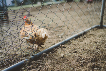 Chicken running away. Escaping Chicken