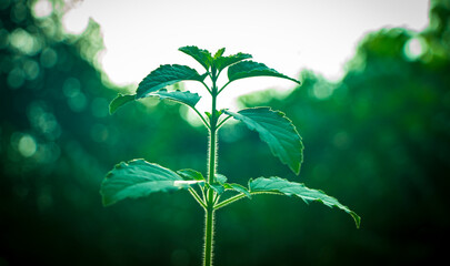 Holy basil or tulsi leaves in the garden
